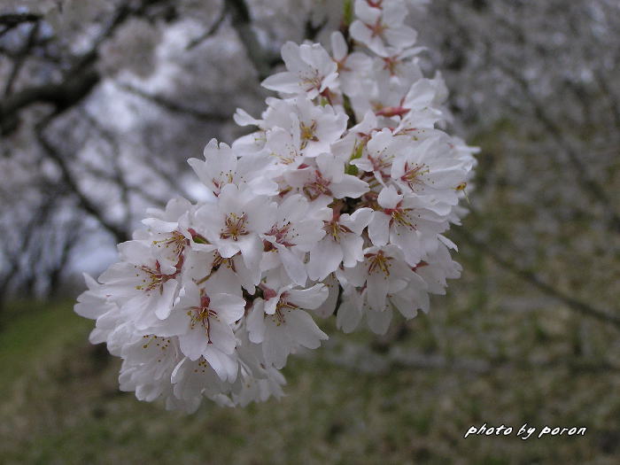 大阪市立大学付属植物園の枝垂れ桜とカタクリ他。_c0137342_858719.jpg