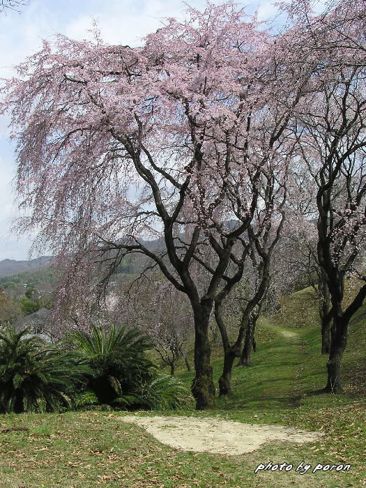 大阪市立大学付属植物園の枝垂れ桜とカタクリ他。_c0137342_931968.jpg