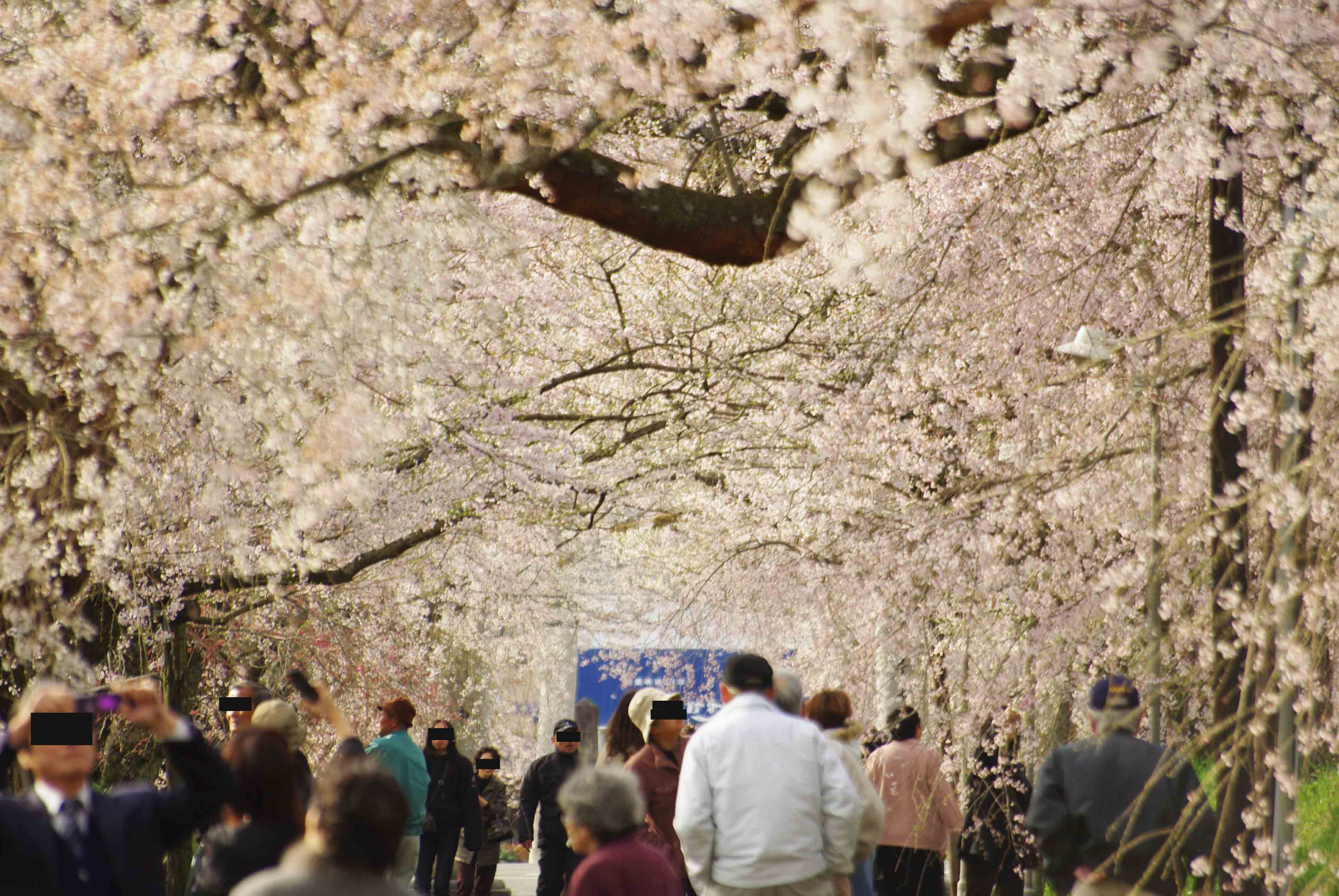 しだれ桜道　in徳佐_f0194243_14411866.jpg