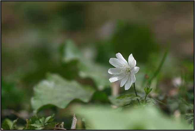 香嵐渓に咲く花_e0091347_932691.jpg