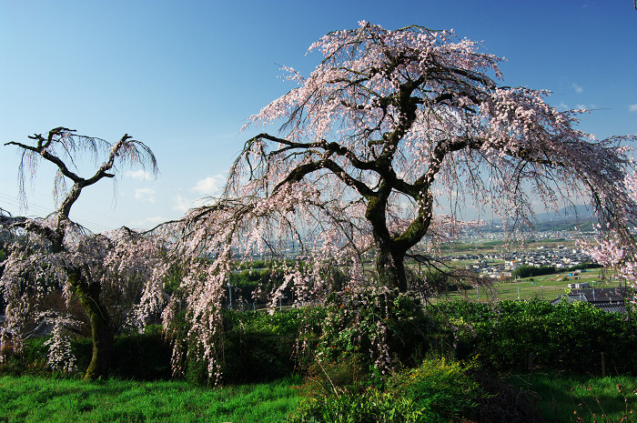 花咲く寺（地蔵禅院）_f0155048_02837.jpg