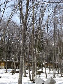 f0160353_15454.jpg