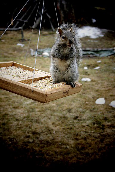 squirrel   / 空飛ぶレストラン_c0143955_6544438.jpg