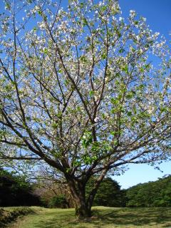 山桜の屋久島　最高！_b0160957_852441.jpg