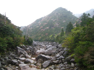 山桜の屋久島　最高！_b0160957_96658.jpg