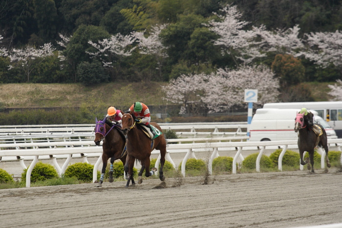 2009年3月28日（土） 高知競馬 5R 3歳1_a0077663_852684.jpg