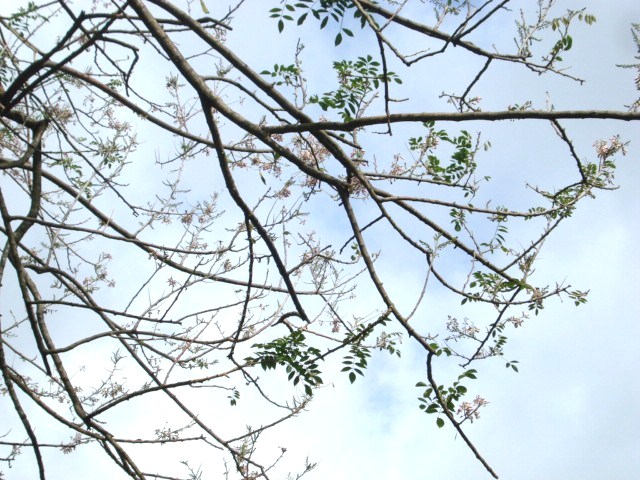 ハワイで春を愛でる☆タンタラスの桜!?_e0139467_4534980.jpg