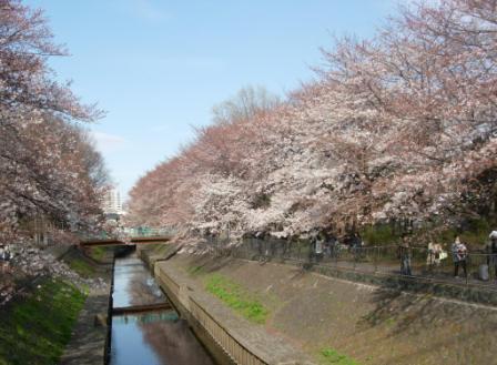 善福寺川緑地でお花見_c0006568_23312546.jpg