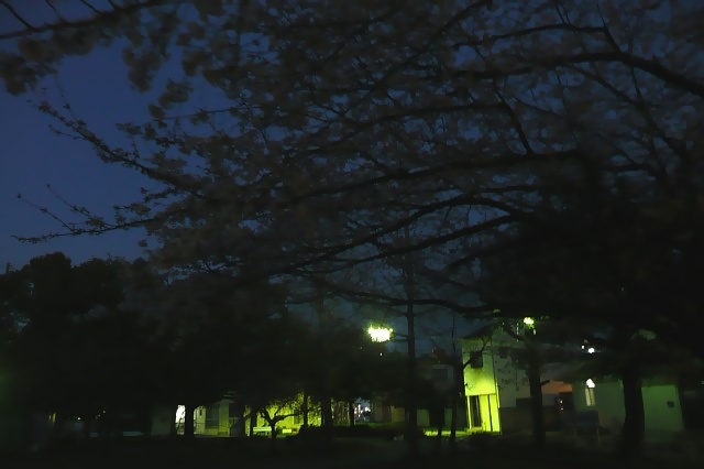 プチ夜桜_a0056769_0492985.jpg