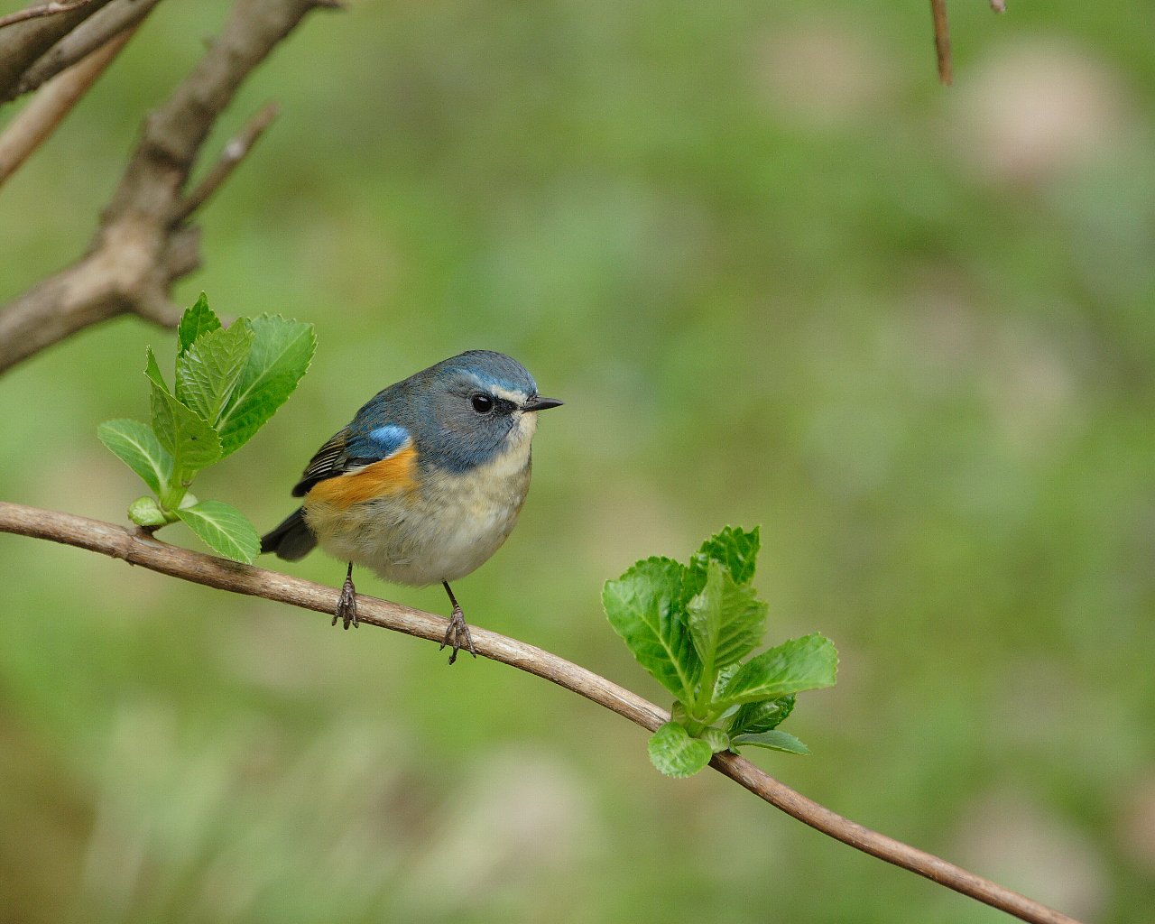 ルリビタキもまだ居ました 綺麗な幸せの青い鳥の壁紙 Life With Birds 3