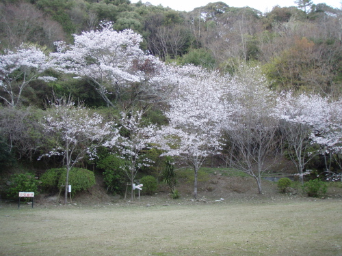 花冷え_a0077071_12104197.jpg