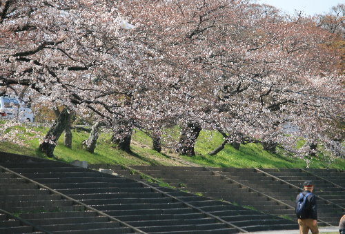  ☆　桜　☆_f0181173_2221364.jpg