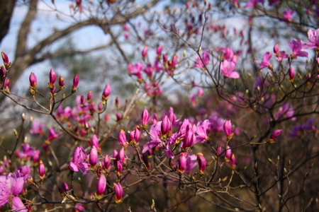 桜・・・甲山森林公園_c0151875_23262296.jpg