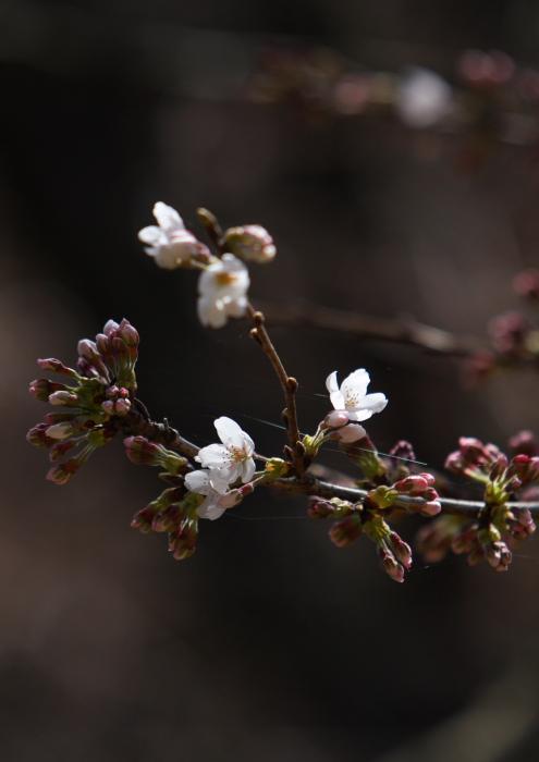 六地蔵寺の枝垂桜　水戸市　２００９年３月２９日_e0143883_179596.jpg