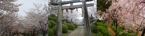 小城公園の桜_d0132289_1329560.jpg