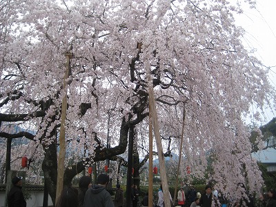 明王寺のしだれ桜まつり_c0078592_19554319.jpg