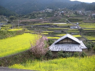 神山町江田地区に広がる菜の花畑。_c0078592_21181992.jpg