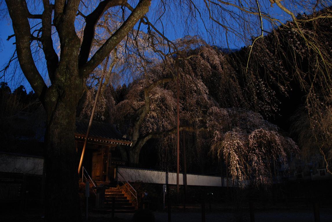 清雲寺のしだれ桜(6)_e0124594_21402582.jpg