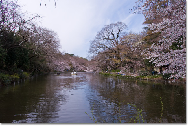 井の頭公園桜便り2009_a0049195_12353875.jpg