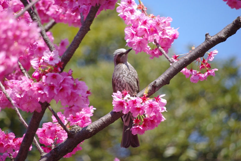 横浜公園_c0125596_18113082.jpg