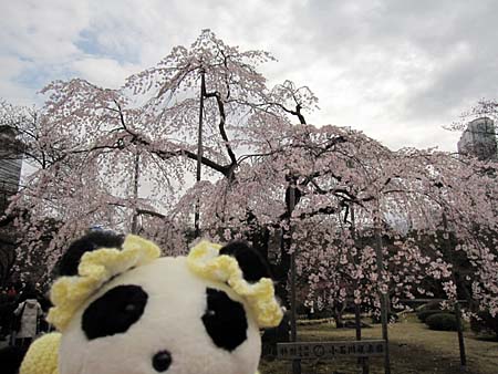 枝垂れ桜２００９　パンダ編_f0033598_0413328.jpg