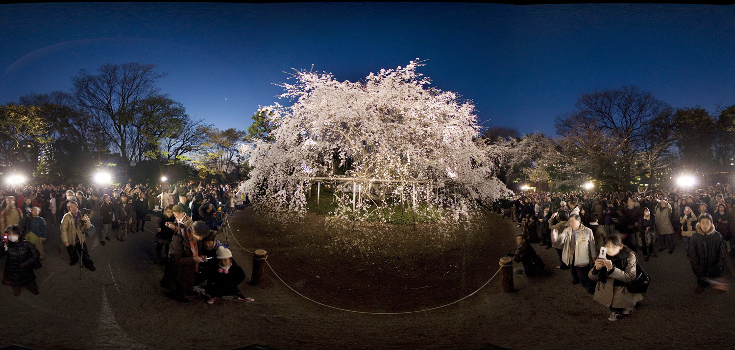 Rikugien Garden(Cherry Blossoms) 六義園・しだれ桜のライトアップ）_d0108602_22048.jpg
