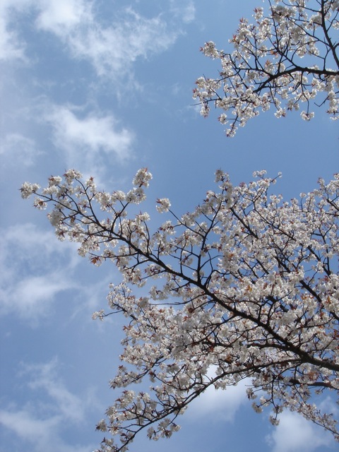 京都　桜２。_f0179202_2139471.jpg