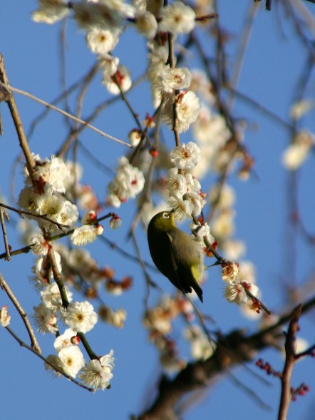 鳥を追い掛けて･･②_c0028804_16484195.jpg