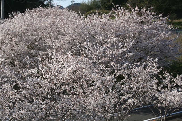 満開の桜Ⅷ（散歩道）_f0054904_2032911.jpg