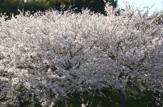 満開の桜Ⅷ（散歩道）_f0054904_2034416.jpg