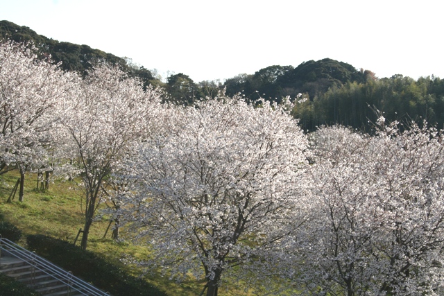 満開の桜Ⅷ（散歩道）_f0054904_2042625.jpg