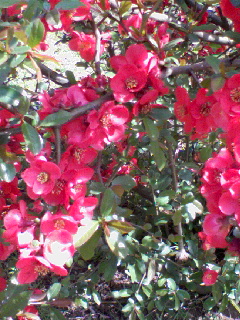 c0023406_72119.jpg