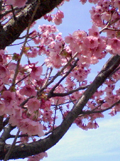 c0023406_72123.jpg