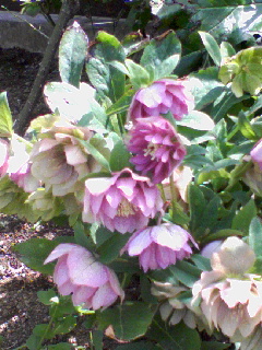 c0023406_7294856.jpg