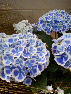 c0023406_7301316.jpg