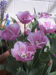 c0023406_73027.jpg
