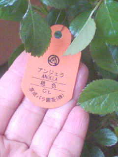 c0023406_7303978.jpg
