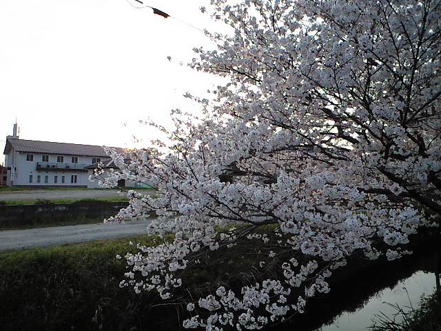 桜～♪_f0092906_20341694.jpg