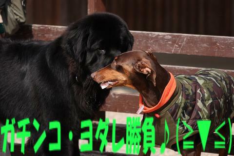 e0100007_22224699.jpg