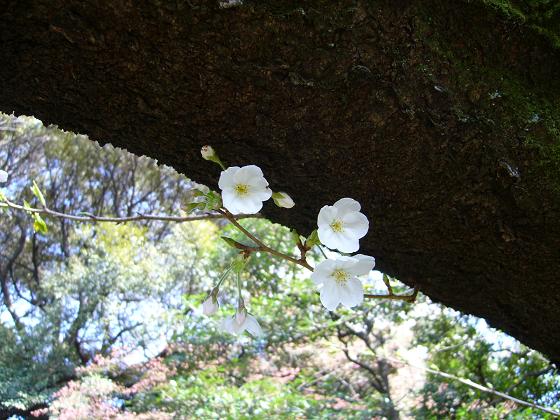 お花見散歩 @庭園美術館_b0112909_18533858.jpg