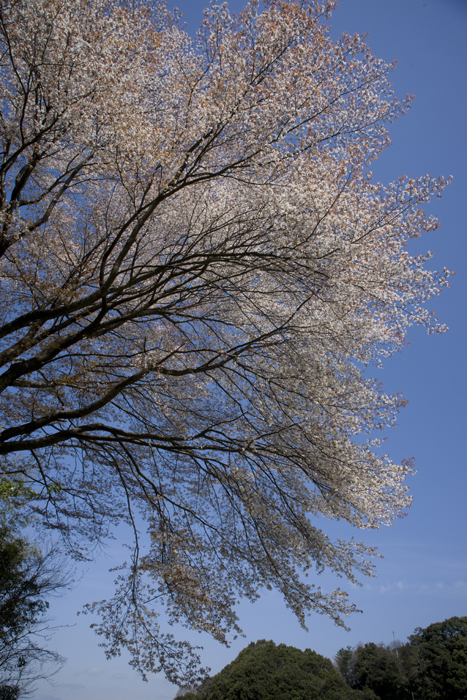 山桜_a0096313_1552429.jpg