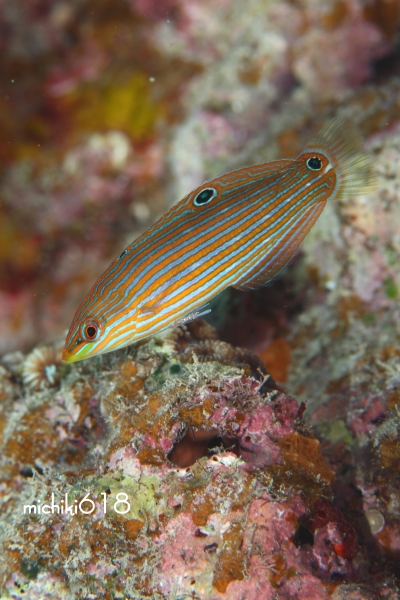 不景気してますか？　　　　トカラベラｙｇ、ハシナガベラｙｇ、カザリキュウセンｙｇ_e0112813_15503551.jpg