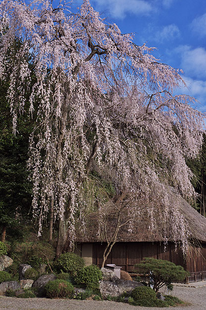 朝と夕べの桜_b0010915_23522296.jpg