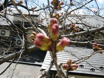 神明社 桜 レポート_e0097615_12445451.jpg