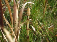 f0090719_82496.jpg