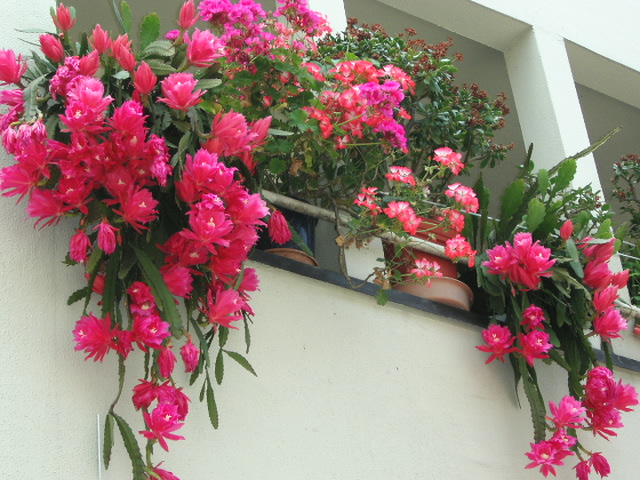 c0172620_2015234.jpg