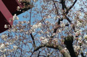 a0062324_21385762.gif