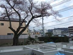 桜の巨木を眺める家　part７_d0041124_947379.jpg