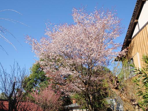 当館前の山桜　まだまだ　満開です！！_e0154524_1158850.jpg