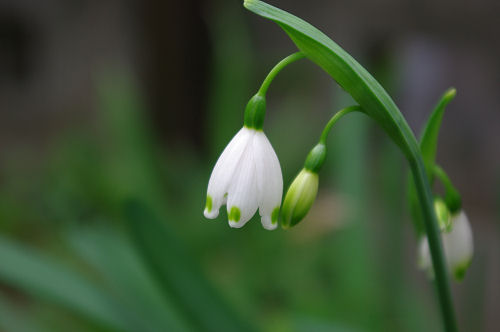 今年も庭の花～春編～_f0007926_10274944.jpg